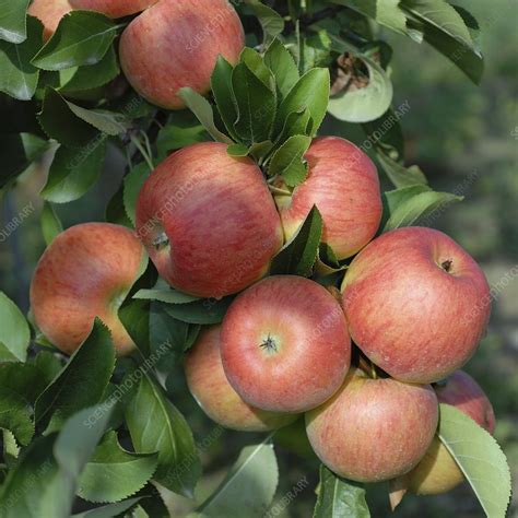 Apple Malus Domestica Topaz Stock Image C0131716 Science