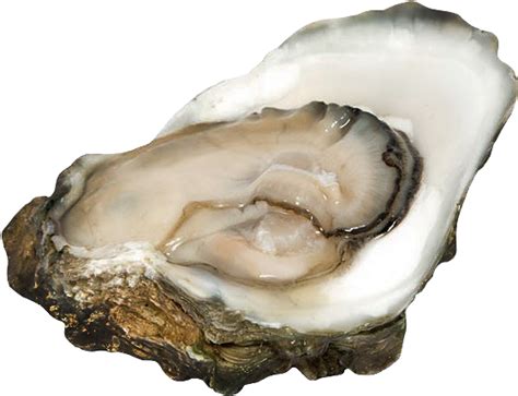 Download Oysters Oyster Transparent Png Download Seekpng