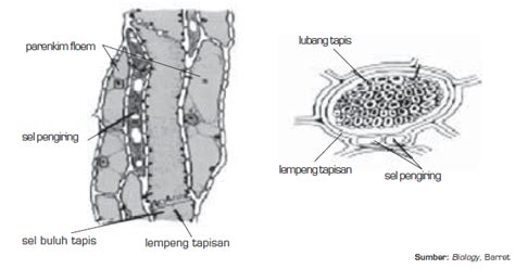 Fungsi Floem Pengertian Jaringan Floem Tumbuhan