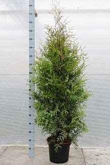 Lebensbaum Brabant Hecke Kaufen Thuja Occidentalis Brabant