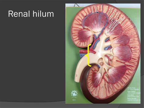 Ppt Urinary System Powerpoint Presentation Free Download Id4014901