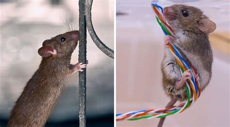 The Differences Between a Rat and a Mouse, and Why You Need to Know