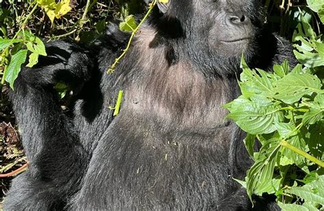 East Africa Safaris Tours Uganda Safaris Gorilla Trekking