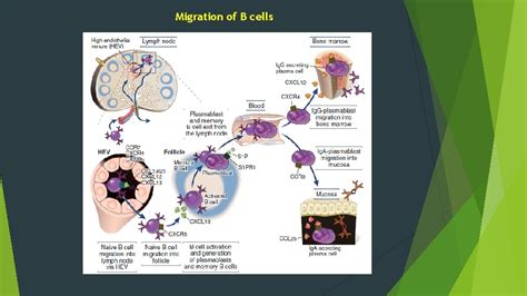 Chapter Leukocyte Circulation And Migration Into Tissues