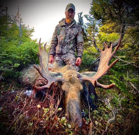 Mountain Top Outfitters - Moose and Woodland Caribou Hunting in Western ...