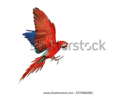 Colorful Green Wing Macaw Flying Isolated Stock Photo 2274086083 ...