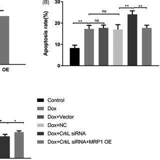 Crkl Is Upregulated In Myelogenous Leukemia Cells A Expression Of