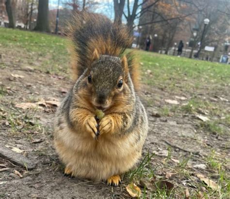 More Chonky Squirrels Are Showing Up Everywhere At The University Of