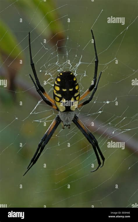 golden orb weaver, Argiope aurantia, female, Virginia Stock Photo - Alamy