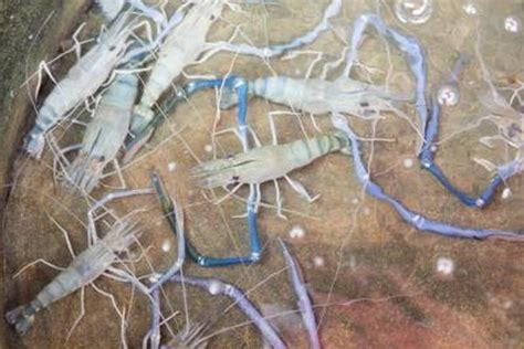 How To Start Freshwater Shrimp Farming Aquaponics Shrimp Farming