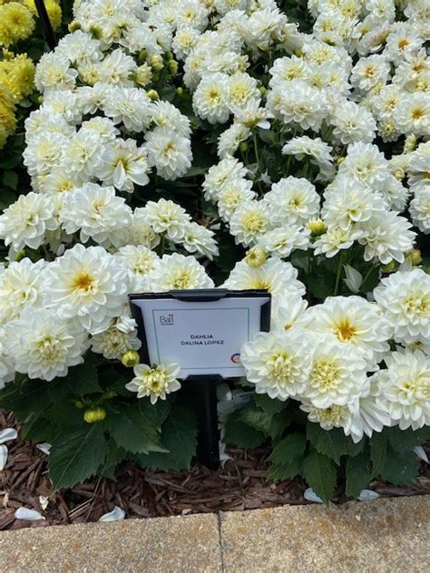 Dahlia Lopez 180mm The Garden Feast