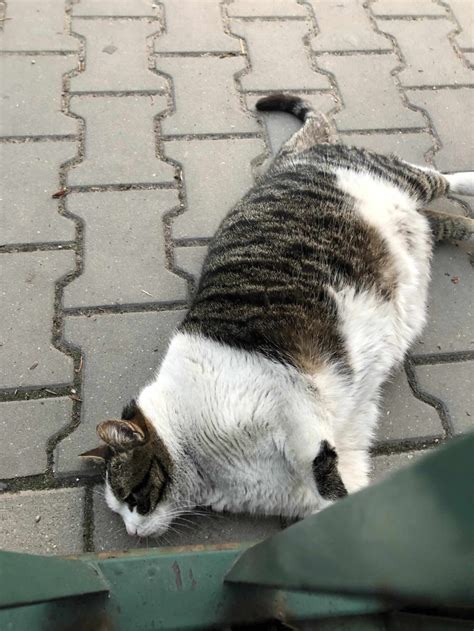 Kucing Gemoy Lagi Santai Di Kebun