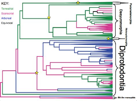 MODIFIED COMPLETE AUSTRALASIAN MARSUPIAL GENUS LEVEL DATED PHYLOGENETIC