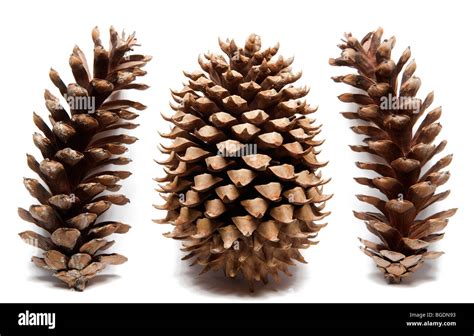 Coulter Pine cone with Eastern White Pine Cones on white background ...