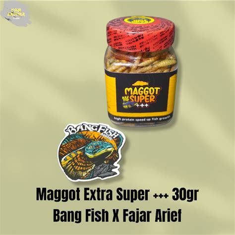 Jual Maggot Extra Super Bang Fish X Fajar Arief Original Shopee