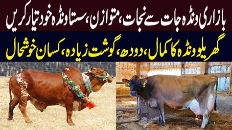 Cattle Fattening Feed Formulation Cattle Fattening Feeds Youtube