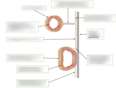 Abdomen Iii The Peritoneum And Peritoneal Cavity Part 1 Diagram Quizlet