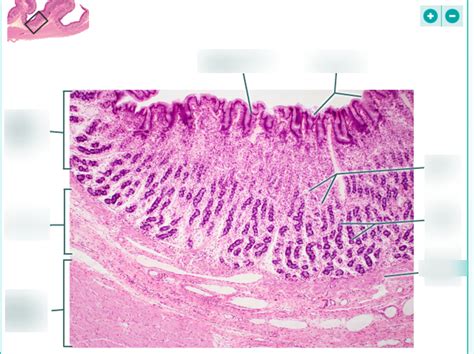 A P Ii Stomach Histology Diagram Quizlet