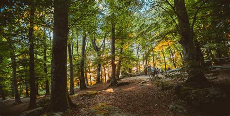 La Faggeta Del Monte Cimino Dove Ammirare Il Foliage Nelle Escursioni