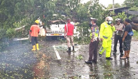 NUSABALI Pohon Tumbang Timpa Truk Sopir Selamat