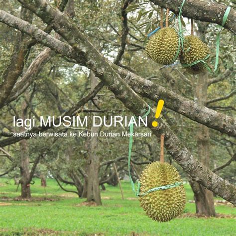 Panen Raya Durian Mekarsari Taman Buah