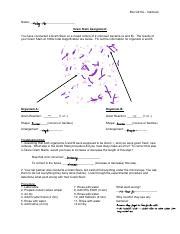 Biol G210L Gram Stain Assignment Identifying Unknown Bacteria A