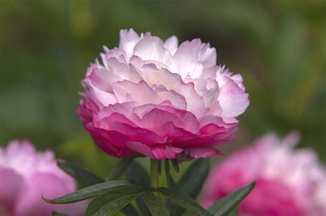 Beautiful Varieties Of Peony