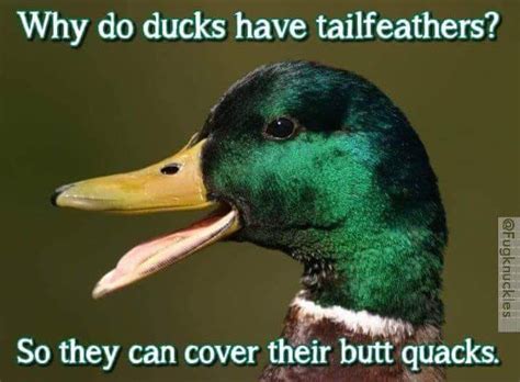 50+ Funny Duck Memes That Will Make You Quack All Day