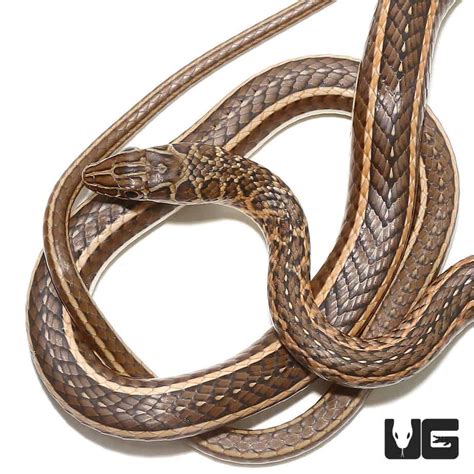 Baby Eastern Garter Snakes For Sale - Underground Reptiles