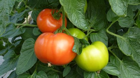 Tomaten Ernten Technik Und Der Richtige Zeitpunkt