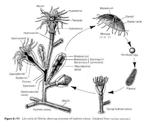 Obelia Diagram Labeled