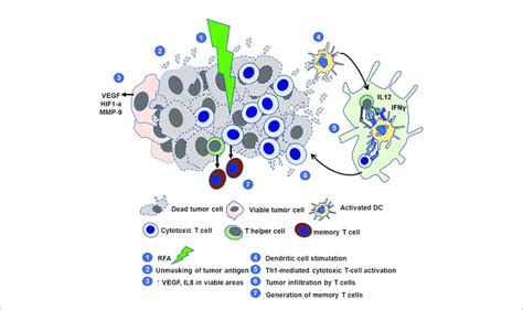 Schematic Representation Of Elements Of Immune Microenvironment In Download Scientific