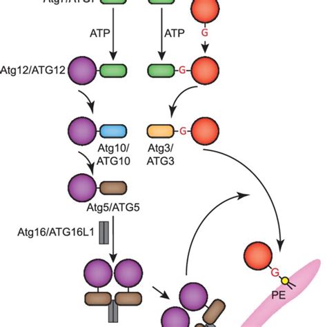 The Molecular Mechanisms Of The Early Stages Of Autophagosome