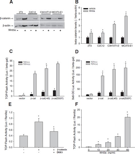 Wntβ Catenin Signaling Activates Bone Morphogenetic Protein 2 Expression In Osteoblasts Pmc