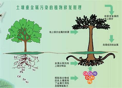 植物修复 用花清洁土壤 仿真假山与仿真树作用