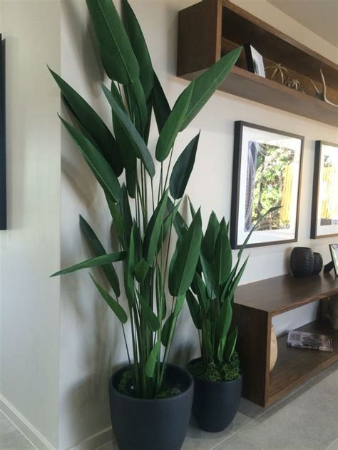 Indoor plants - entry hall? | House plants decor, Living room plants ...