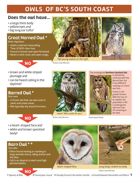 Owl ID page 1 - Fraser Valley Conservancy Land Trust