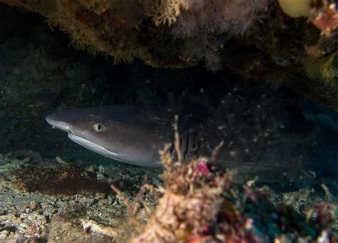 Blacktip Reef Sharks Galore In Bunaken