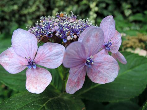 Details 100 Imagen Hortensia Variegada Abzlocal Mx