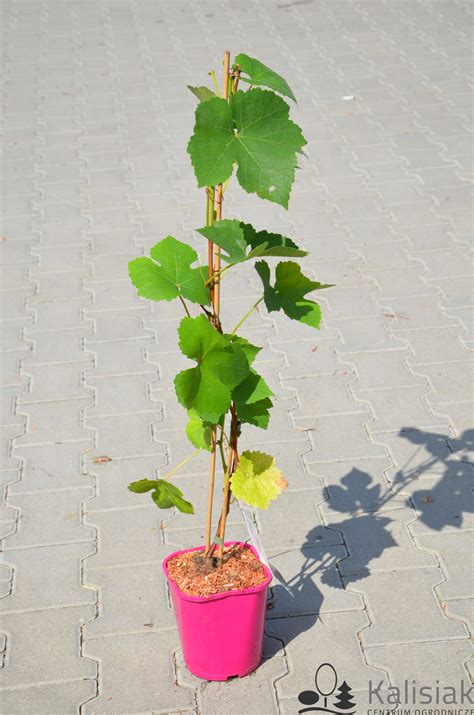 Vitis Einset Seedless Winoro L Jadalna L Cena Opinie