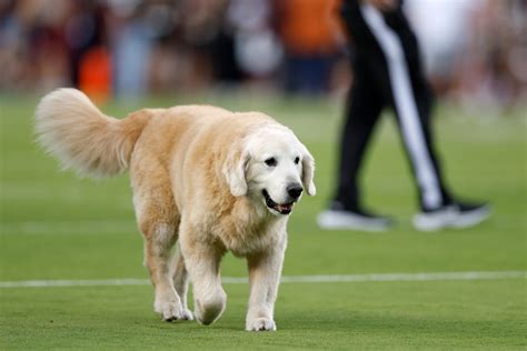 Rip Ben Beloved College Football Dog Tragically Dies Of Cancer Newsweek