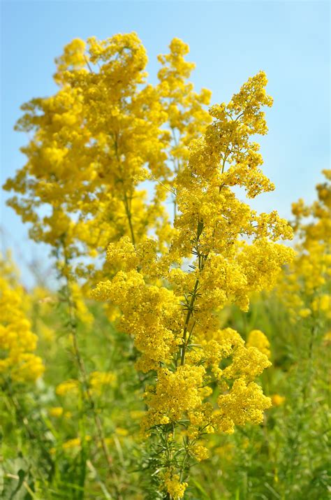 Bedstraw (Galium verum) – Activates Kundalini - Pegasus Products