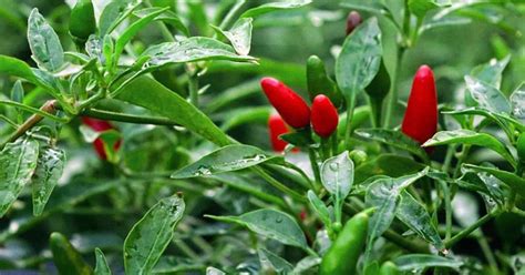 10 Tips to Increase Productivity of Chilli Crop