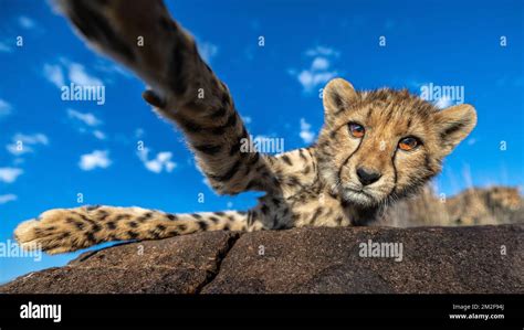 Cheetah Cub Playing In The Bush Photographed On A Safari In South