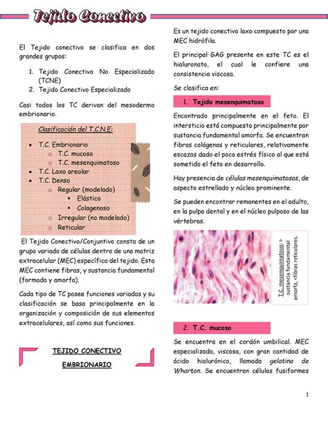 Tejido Conectivo No Especializado Tcne El Tejido Conectivo Se