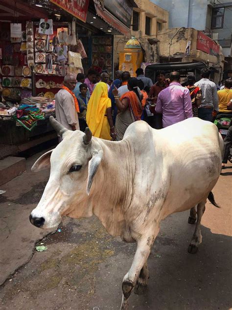 Types Of Cows In India