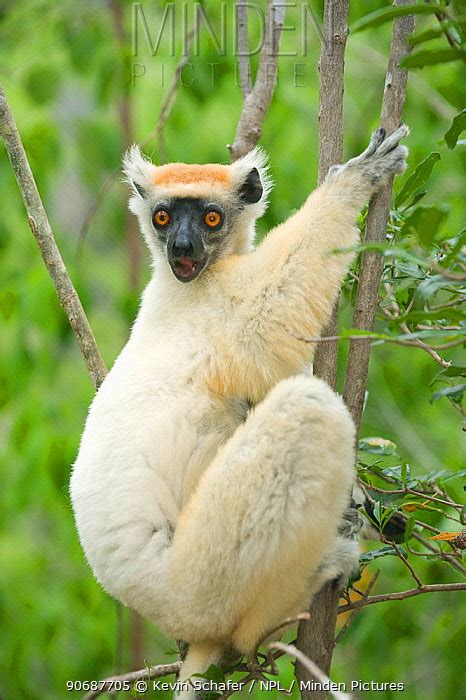 Golden Crowned Sifaka Naturerules1 Wiki Fandom