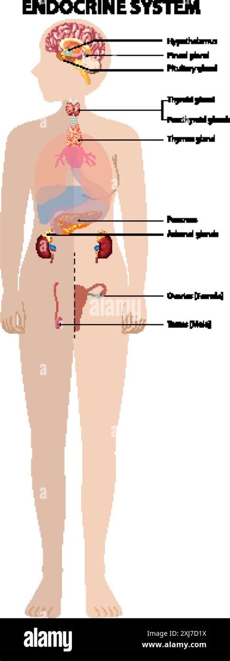 Illustration Of The Human Endocrine System Organs Stock Vector Image