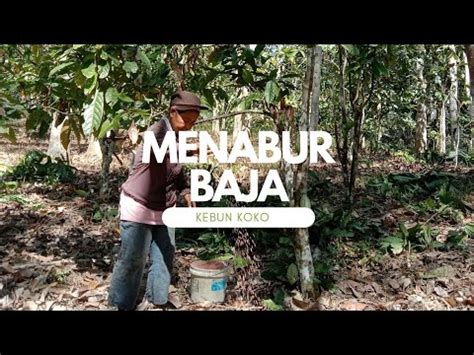 Aktiviti Menabur Baja Di Kebun Koko Kampunghalaman Kebunsendiri Youtube