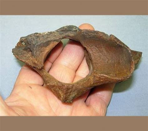 Lion Fossils Archives - Fossils for Sale | Paleo Enterprises